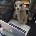 the meerkat at work