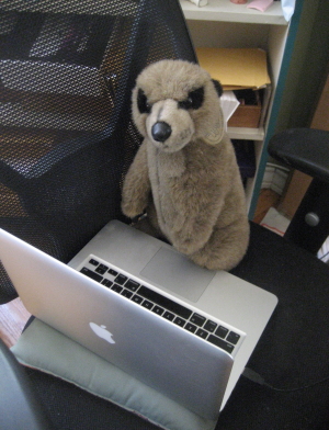 the meerkat at work