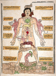bloodletting-chart-1493-granger