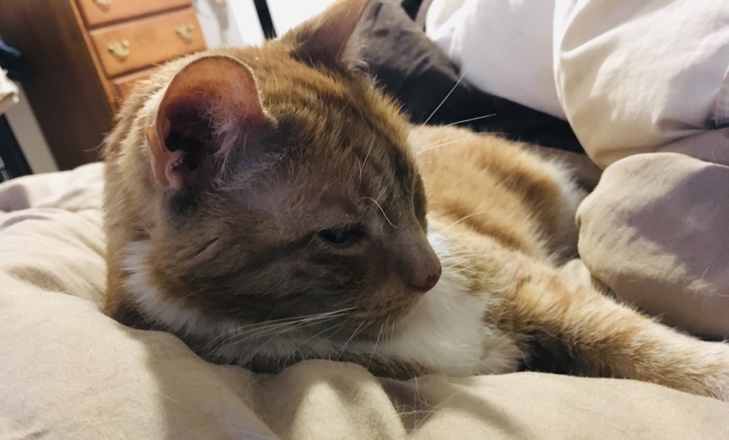 Boomer, April 2019